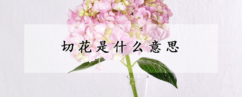 切花是什么意思