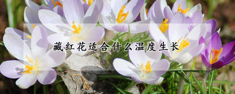 藏紅花適合什么溫度生長