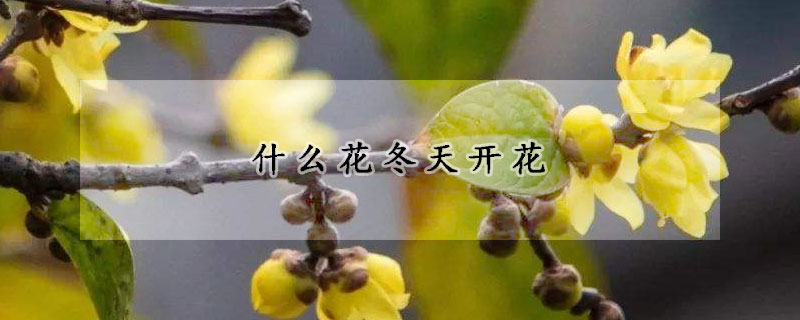 什么花冬天開花