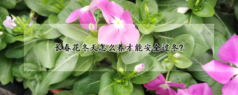 長(zhǎng)春花冬天怎么養(yǎng)才能安全過冬?