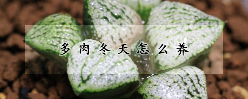 多肉冬天怎么養(yǎng)