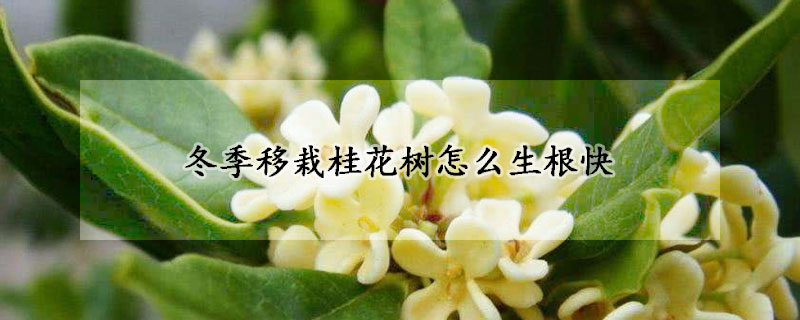 冬季移栽桂花樹怎么生根快