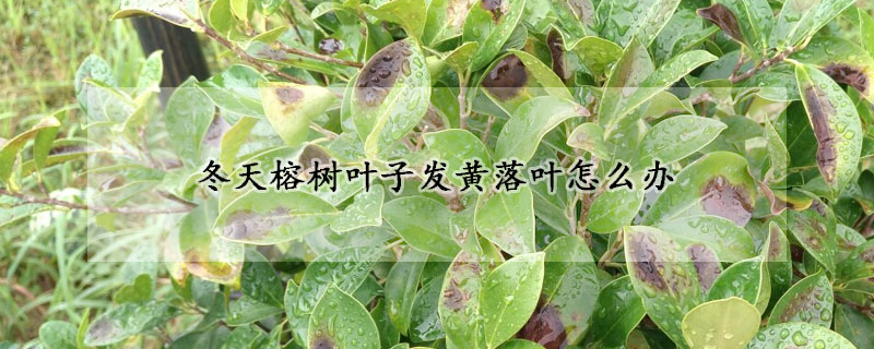 冬天榕樹(shù)葉子發(fā)黃落葉怎么辦