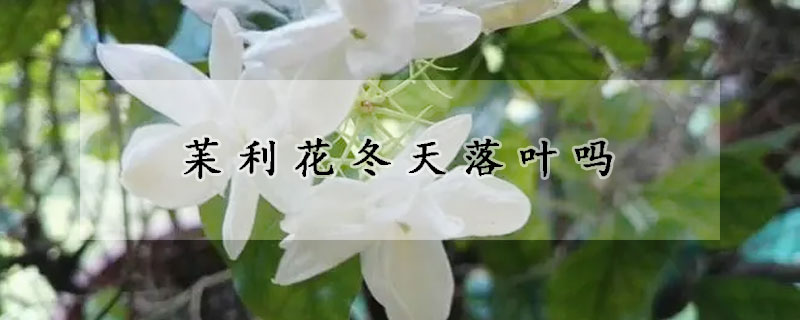 苿利花冬天落葉嗎