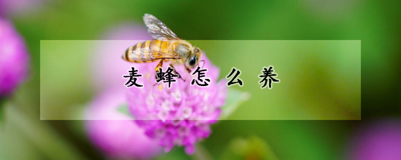 麥蜂怎么養(yǎng)