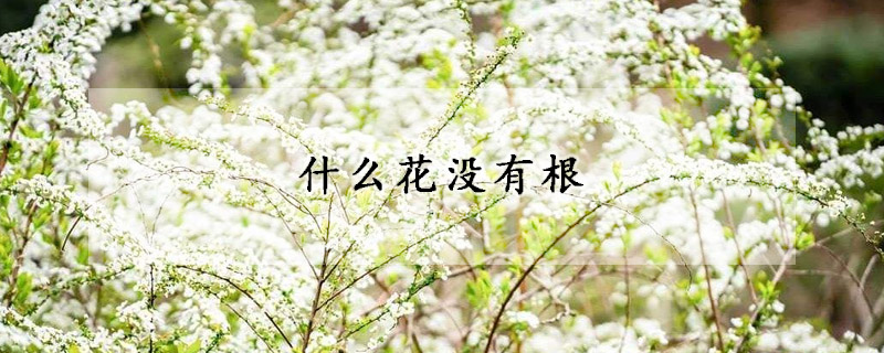 什么花沒有根