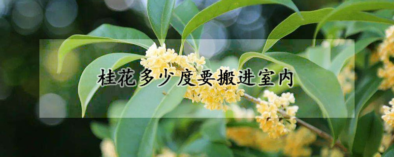 桂花多少度要搬進室內(nèi)