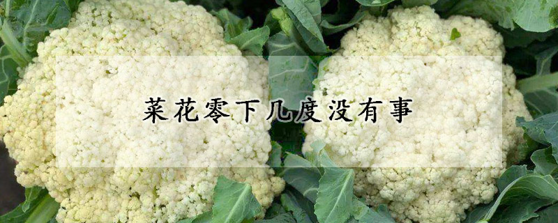 菜花零下幾度沒有事