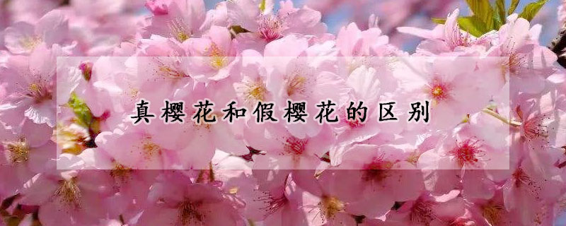 真櫻花和假櫻花的區(qū)別