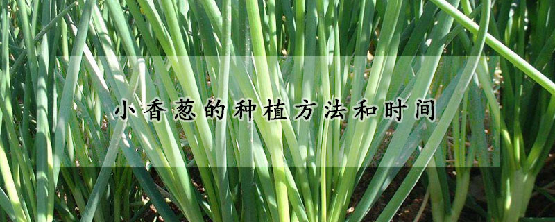 小香蔥的種植方法和時間