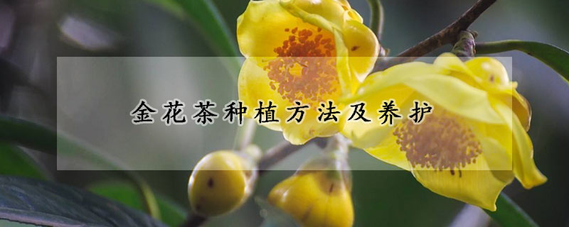 金花茶種植方法及養(yǎng)護