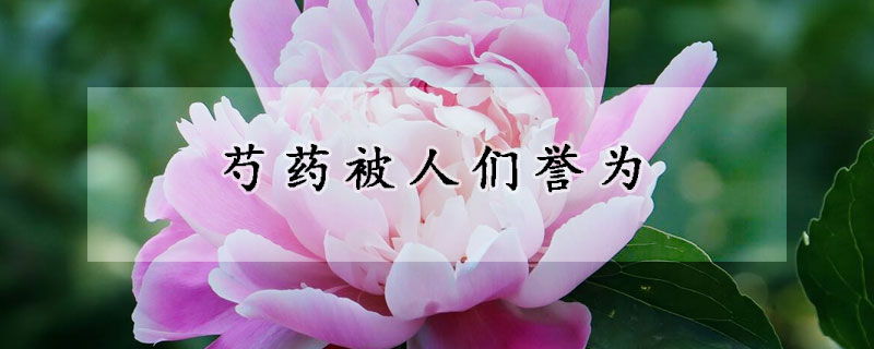 芍藥被人們譽為