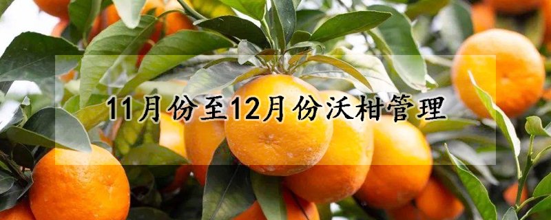 11月份至12月份沃柑管理