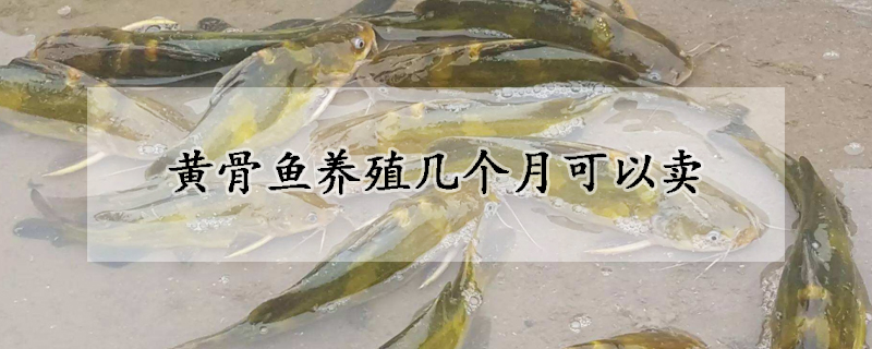 黃骨魚(yú)養(yǎng)殖幾個(gè)月可以賣