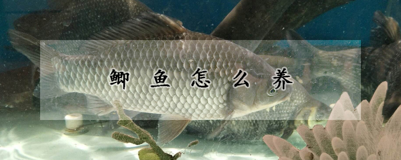 鯽魚怎么養