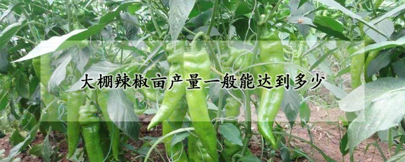 大棚辣椒畝產(chǎn)量一般能達(dá)到多少