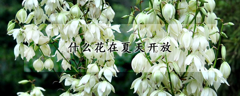 什么花在夏天開放