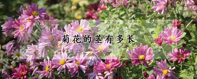 菊花的莖有多長(zhǎng)