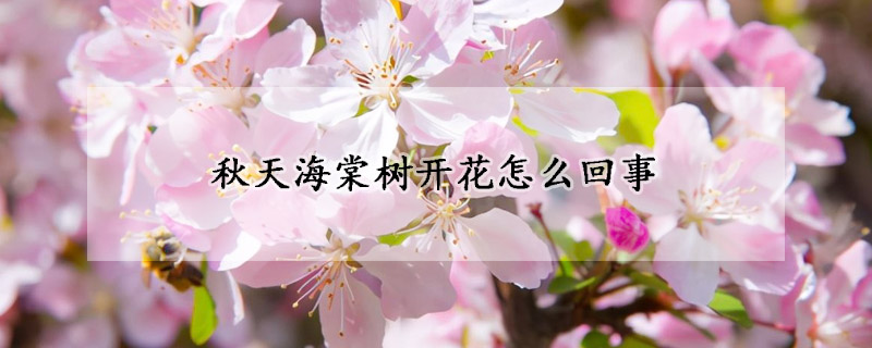 秋天海棠樹開(kāi)花怎么回事