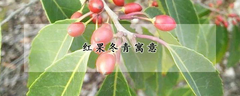 紅果冬青寓意