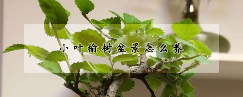 小葉榆樹盆景怎么養(yǎng)