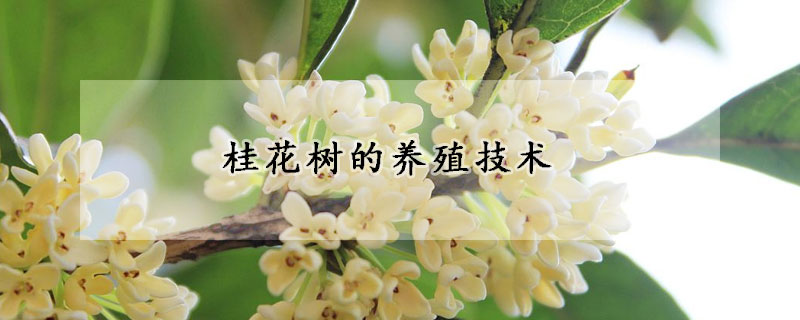 桂花樹的養(yǎng)殖技術