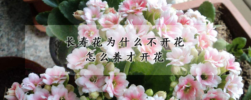 長壽花為什么不開花怎么養才開花