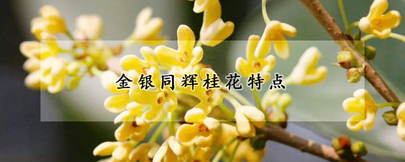 金銀同輝桂花特點(diǎn)