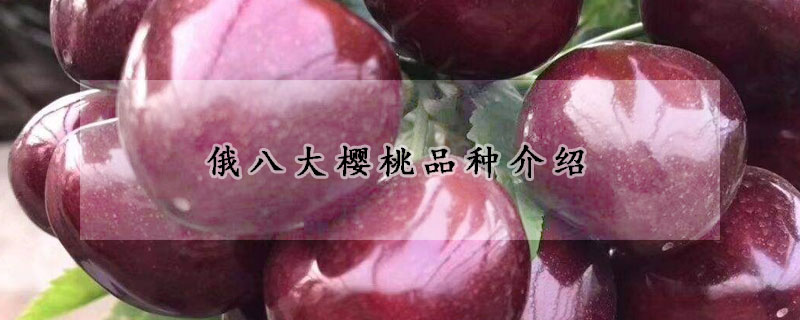 俄八大櫻桃品種介紹