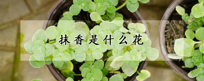 抹香是什么花