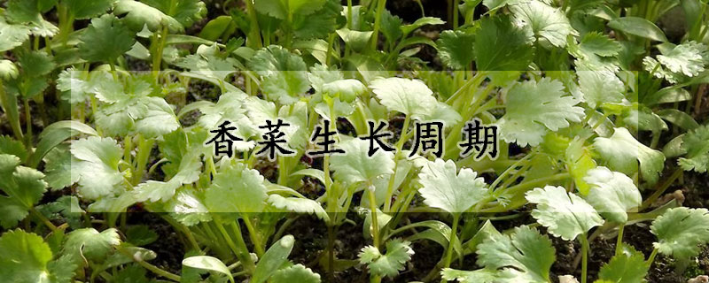 香菜生長周期