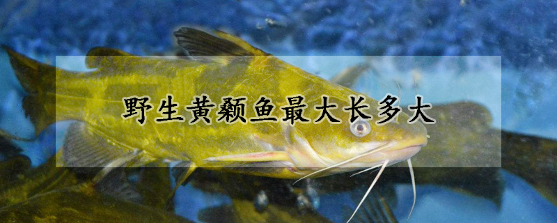 野生黃顙魚(yú)最大長(zhǎng)多大