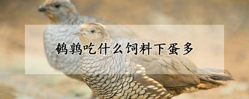 鵪鶉吃什么飼料下蛋多