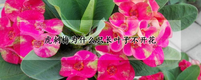 虎刺梅為什么只長(zhǎng)葉子不開花