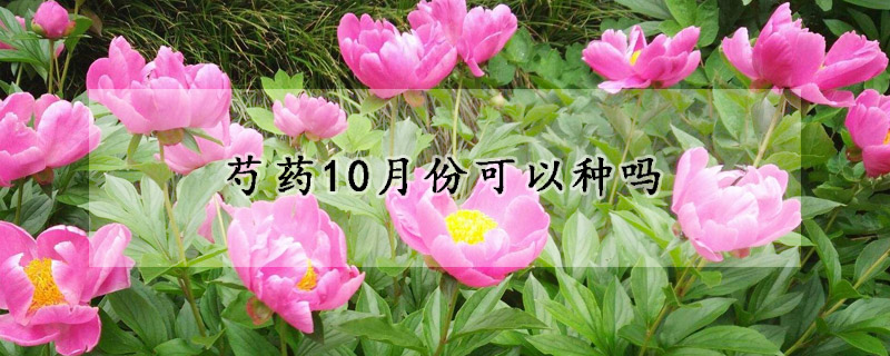 芍藥10月份可以種嗎