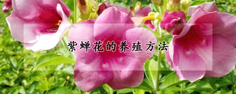 紫蟬花的養(yǎng)殖方法