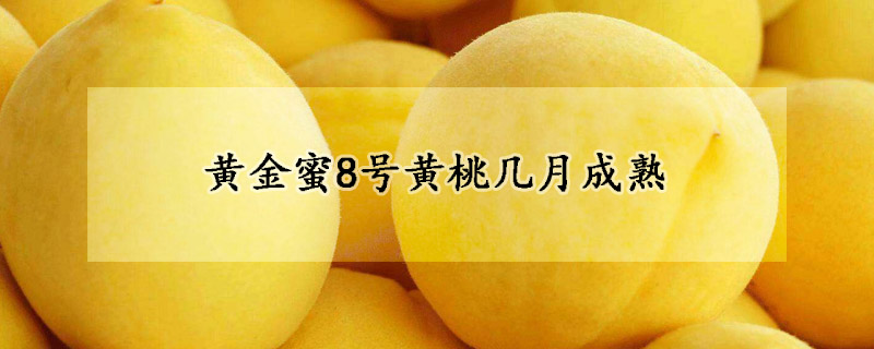 黃金蜜8號黃桃幾月成熟