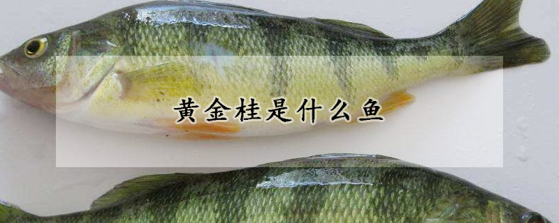 黃金桂是什么魚(yú)