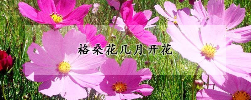 格桑花幾月開花