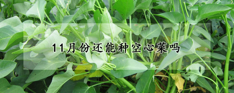 11月份還能種空心菜嗎