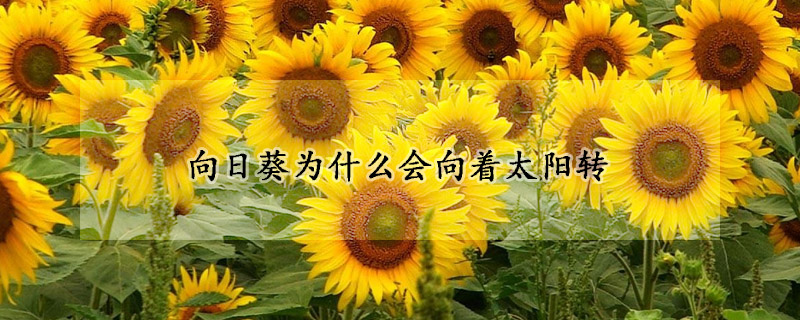 向日葵為什么會向著太陽轉(zhuǎn)