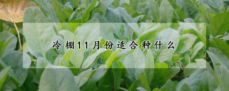 冷棚11月份適合種什么