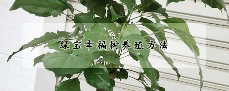 綠寶幸福樹(shù)養(yǎng)殖方法