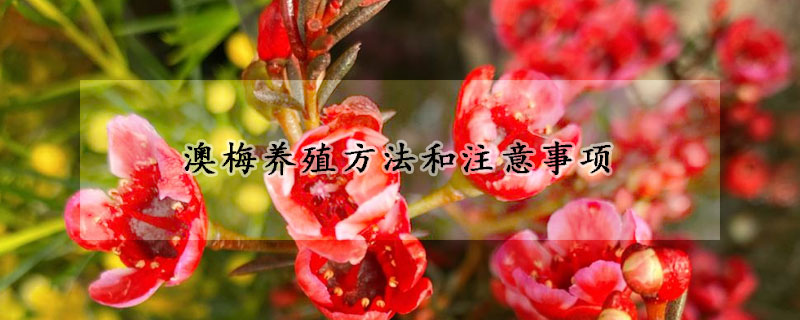 澳梅養(yǎng)殖方法和注意事項