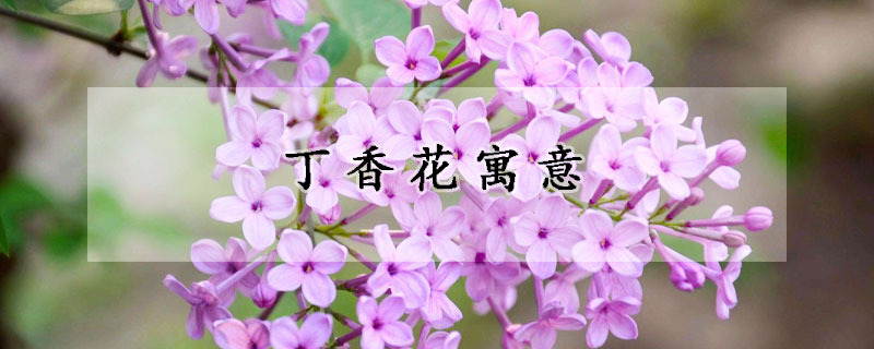 丁香花寓意