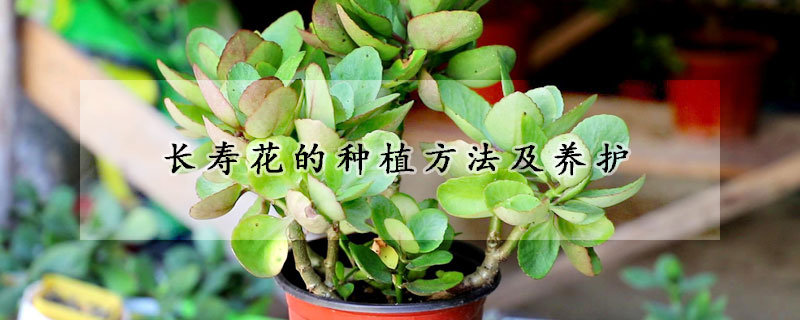 長壽花的種植方法及養(yǎng)護(hù)