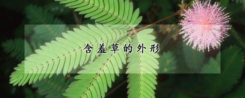 含羞草的外形