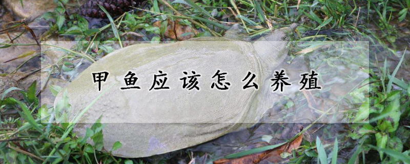 甲魚應(yīng)該怎么養(yǎng)殖