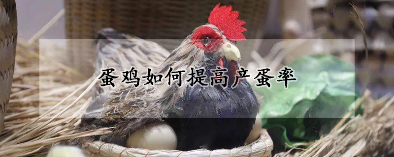 蛋雞如何提高產蛋率