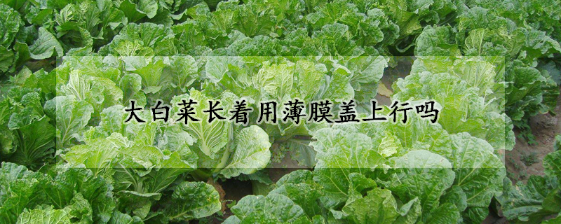 大白菜長著用薄膜蓋上行嗎